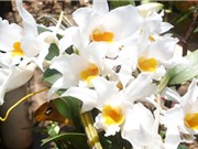 Tìm nấm gây bệnh trên lan Hoàng Thảo 